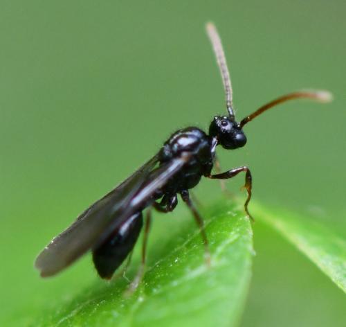 Myrmecina graminicola